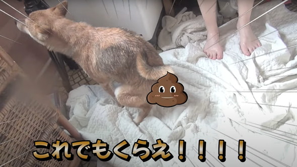 風呂嫌いの柴犬をお風呂に