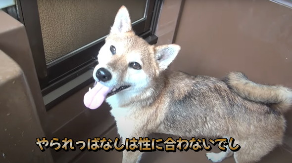 風呂嫌いの柴犬をお風呂に