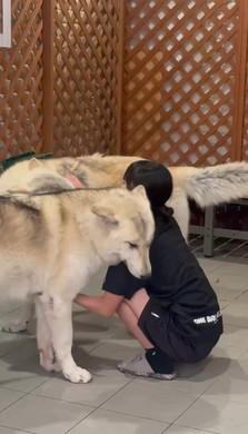 嫉妬する姉ワンコ