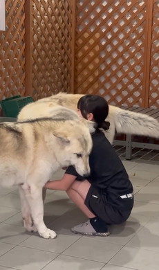 嫉妬する姉ワンコ