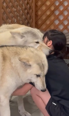 嫉妬する姉ワンコ