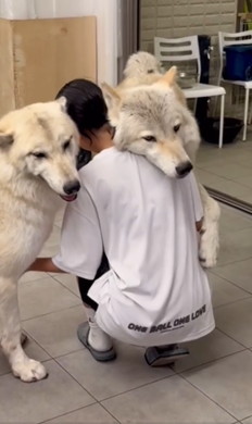 お姉ちゃんとうれしそうなワンコたち