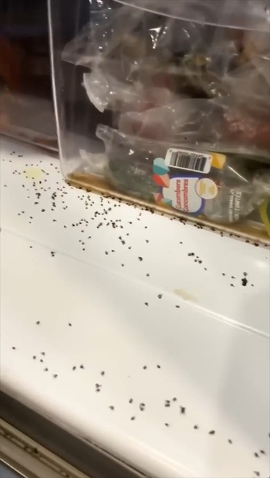 清掃　虫