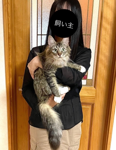 猫を抱っこした女性