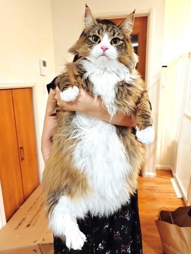 猫を抱っこした女性