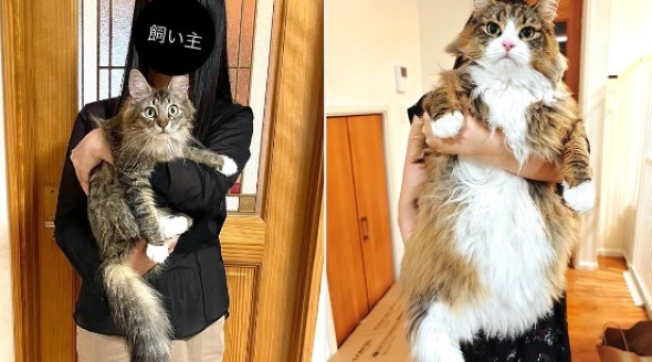猫を抱っこした女性
