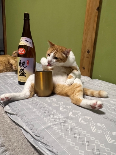 酔っぱらっているみたいな猫