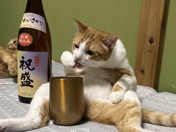 酔っぱらっているみたいな猫