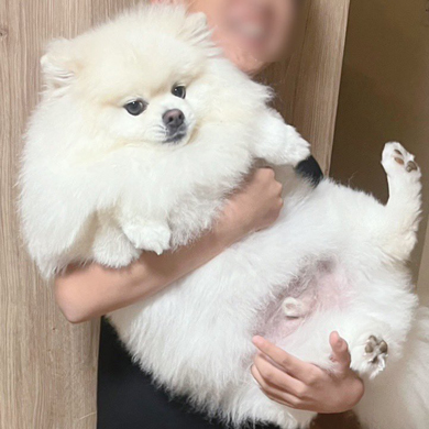 ポメラニアンを抱っこするお兄ちゃん