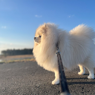 大きいポメラニアン
