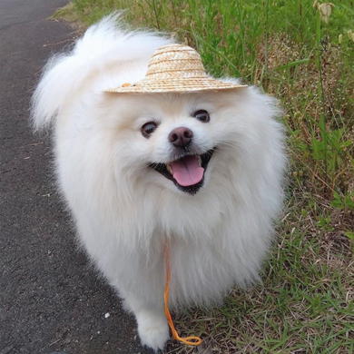麦わら帽子をかぶったワンコ