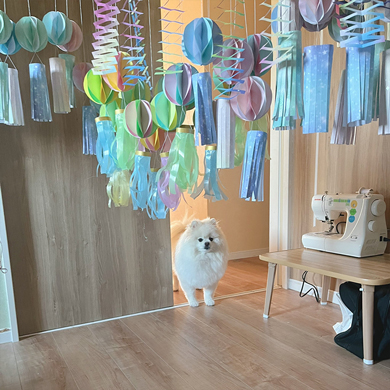 七夕飾りにびっくりするワンコ