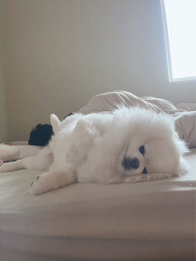 仕事を休んでほしいワンコ