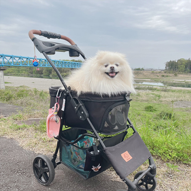 お友達のカートに乗るワンコ