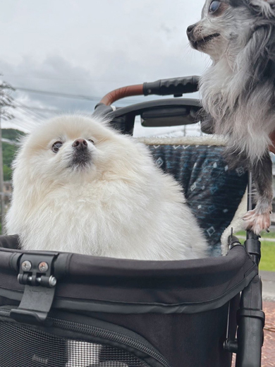 持ち主が戻ってきてびっくり