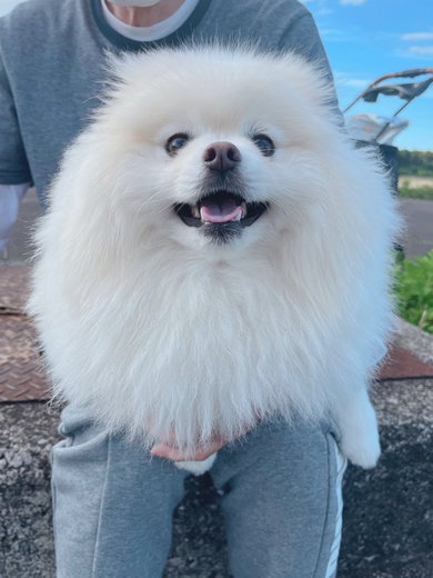 おじさまのおひざの上に乗るワンコ