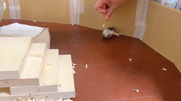 速すぎて危険すら感じるハムスター