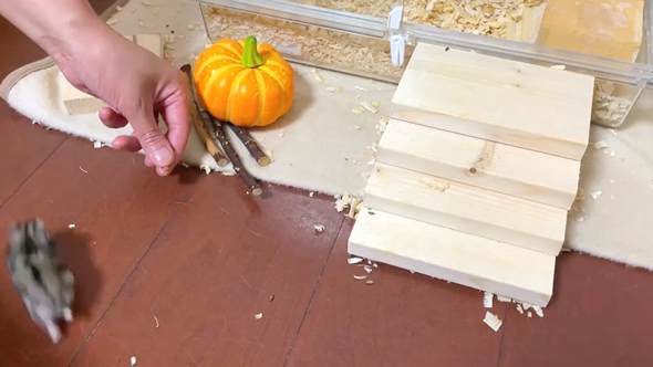 速すぎて危険すら感じるハムスター