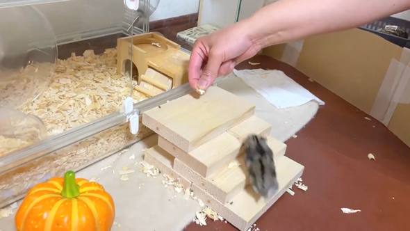 速すぎて危険すら感じるハムスター