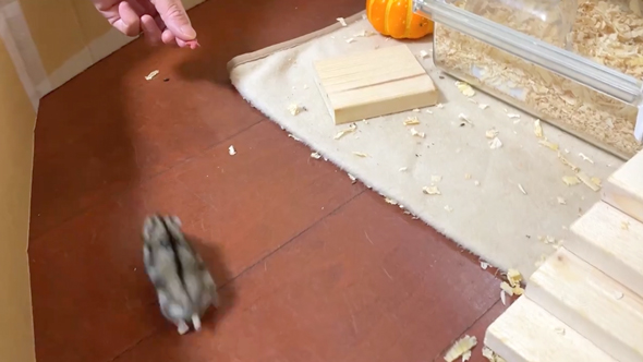 速すぎて危険すら感じるハムスター