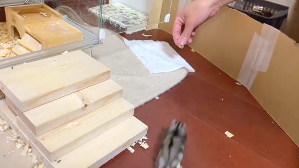 速すぎて危険すら感じるハムスター