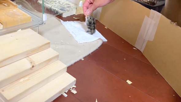 速すぎて危険すら感じるハムスター