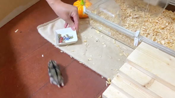 速すぎて危険すら感じるハムスター