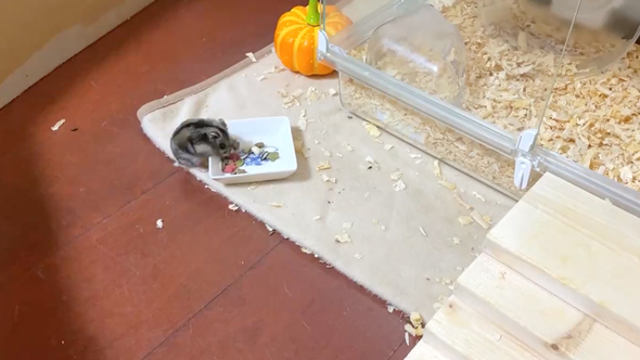 速すぎて危険すら感じるハムスター