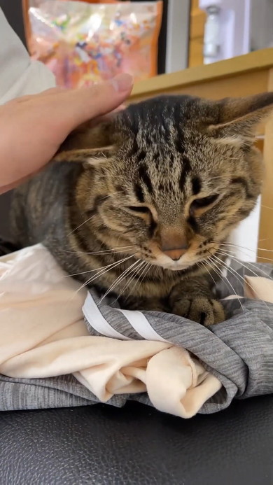 なでられる猫