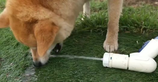 柴犬が必死でくわえようとするのはまさかの“一生無理”なヤツ　子どものような戦いに「激可愛すぎて永遠にリピート」（1/3） | 犬 ねとらぼ