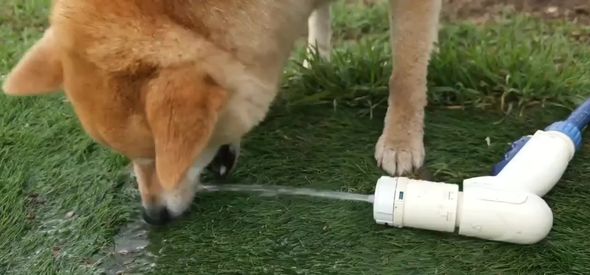 水をくわえようと頑張ってしまうワンコ