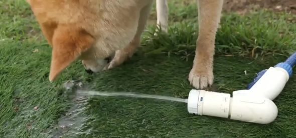 水をくわえようと頑張ってしまうワンコ