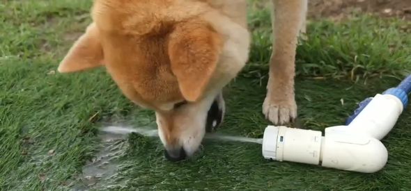 水をくわえようと頑張ってしまうワンコ