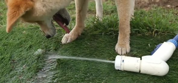 水をくわえようと頑張ってしまうワンコ