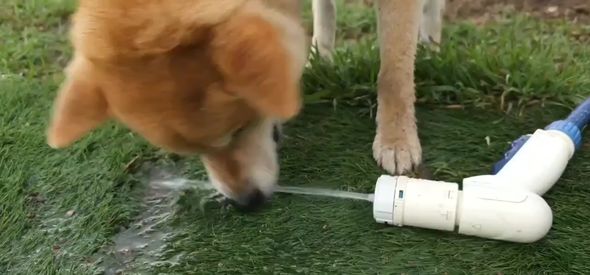 水をくわえようと頑張ってしまうワンコ