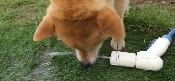 水をくわえようと頑張ってしまうワンコ