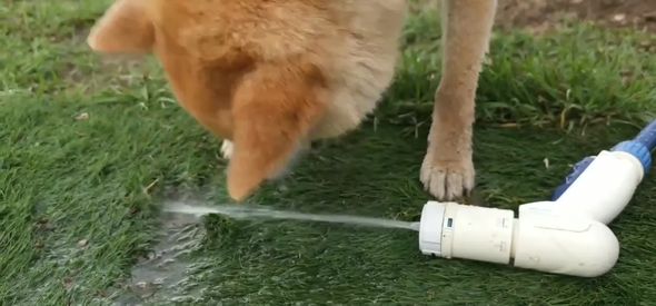 水をくわえようと頑張ってしまうワンコ