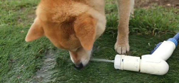 水をくわえようと頑張ってしまうワンコ