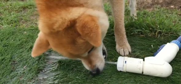 水をくわえようと頑張ってしまうワンコ