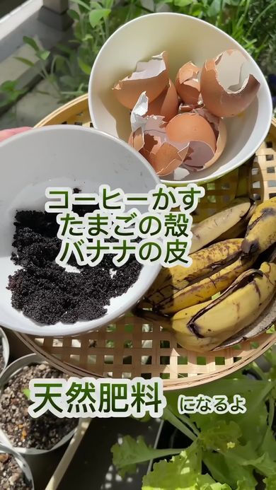 コーヒーかすと卵の殻、バナナの皮を使って天然の肥料を作る様子