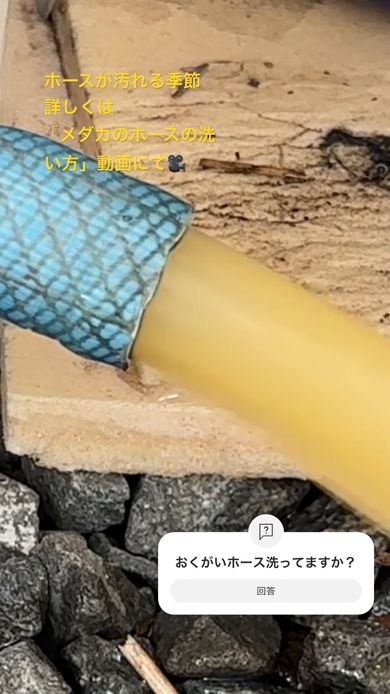 詰めた綿を水で押し流しホースの中を洗浄する様子