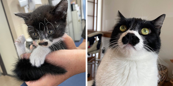 チャップリンみたいな保護猫のビフォーアフター