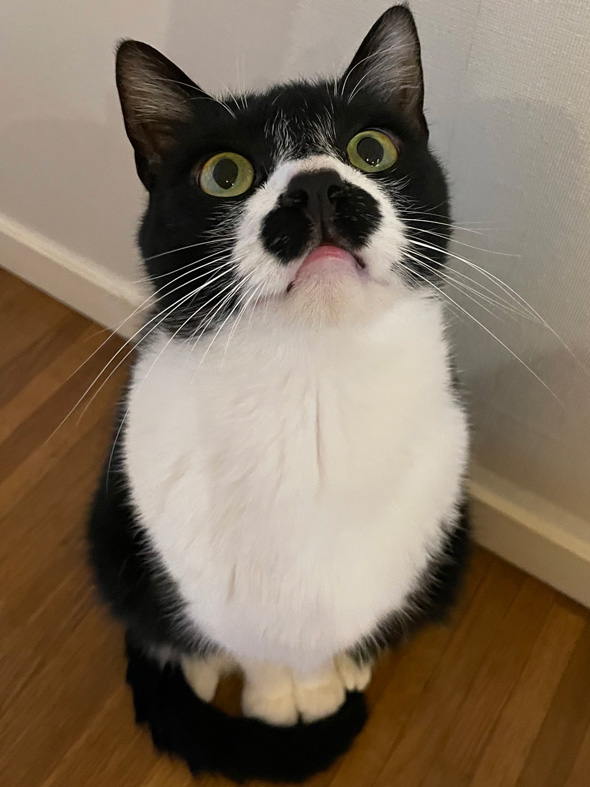 チャップリンみたいな保護猫のビフォーアフター