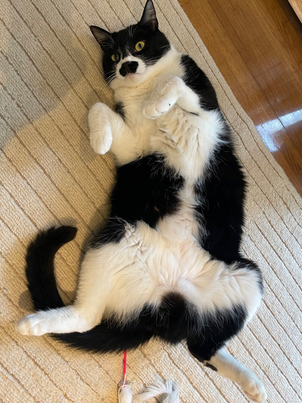 チャップリンみたいな保護猫のビフォーアフター