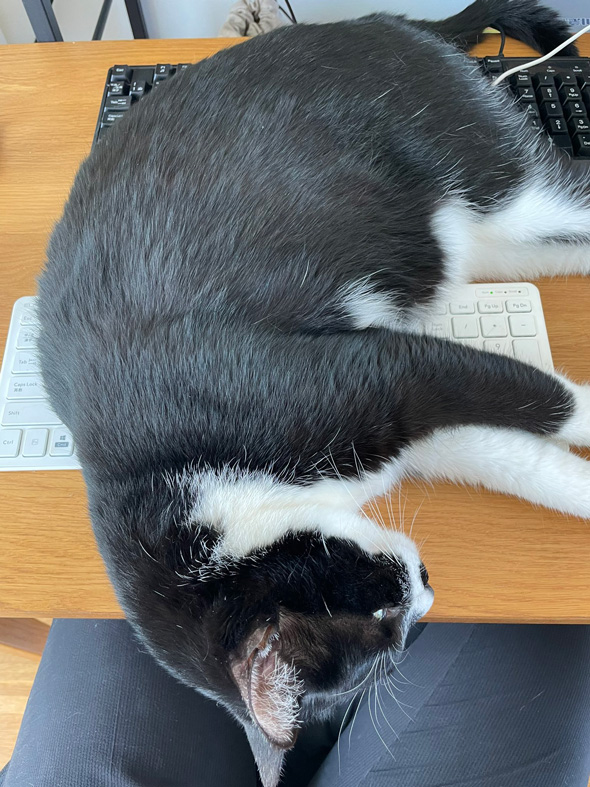 チャップリンみたいな保護猫のビフォーアフター