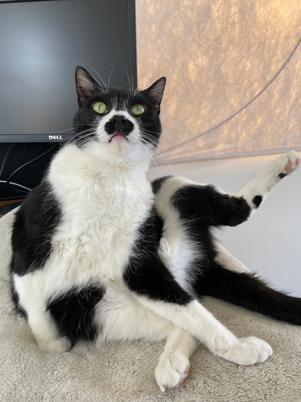 チャップリンみたいな保護猫のビフォーアフター