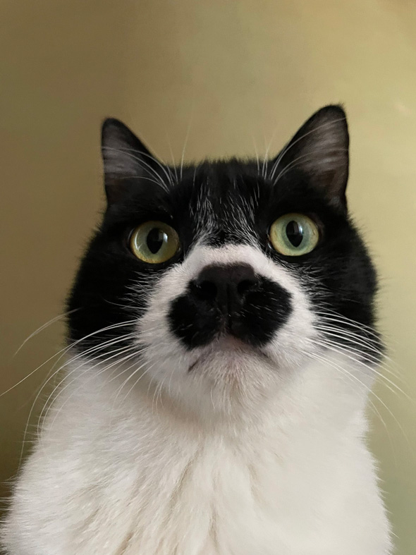 チャップリンみたいな保護猫のビフォーアフター