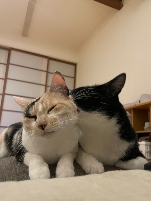 チャップリンみたいな保護猫のビフォーアフター