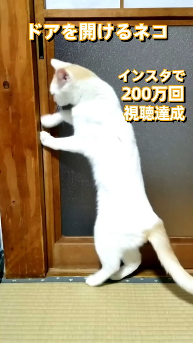 引き戸を開ける猫ちゃん