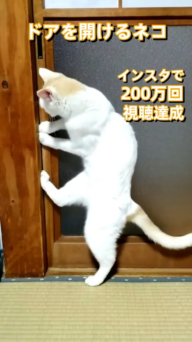 引き戸を開ける猫ちゃん